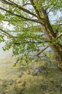 Lakeside in summer