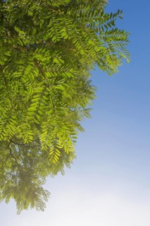 Robinia tree leaves