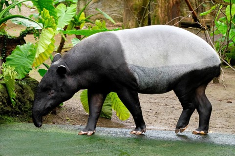Asian or malayan tapir
