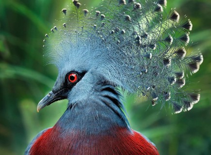 Southern Crowned Pigeon