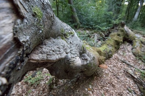 Bracket fungus