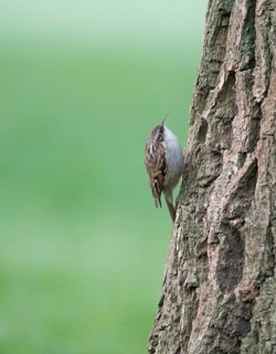 Short-toed treecreeper