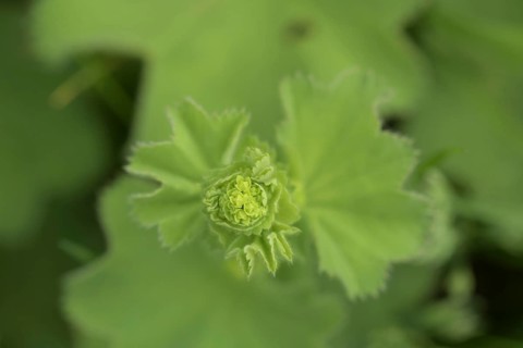 Lady's mantle