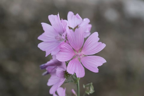 Greater musk-mallow