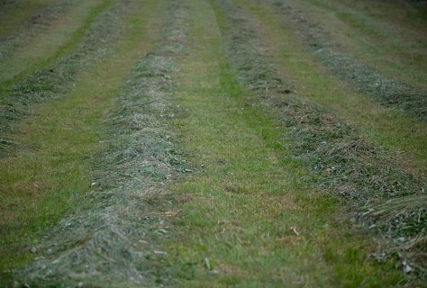 Grass becomes hay