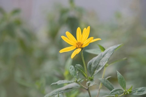 Jerusalem artichoke