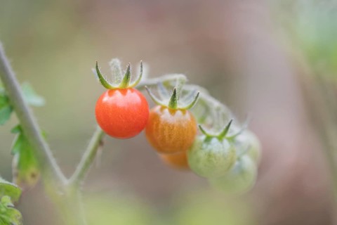 Tomato