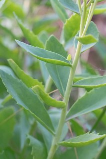 Showy stonecrop