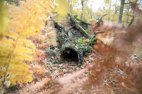 Deadwood structure in Diesfordt forest