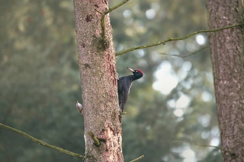Black woodpecker