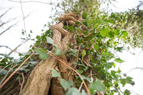 Common ivy