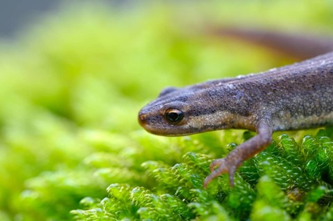 Common newt
