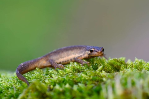 Common newt