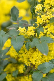 Oregon-grape