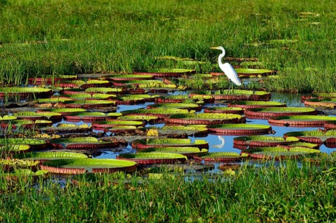 Great egret