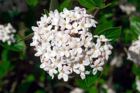 Burkwood viburnum
