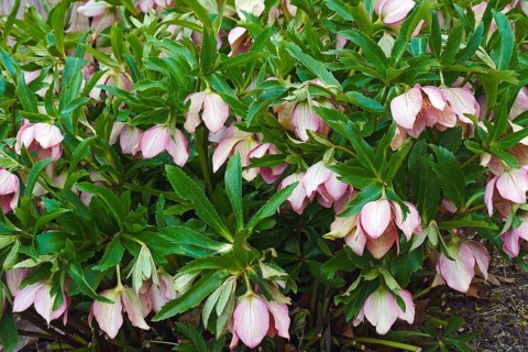 Lenten rose