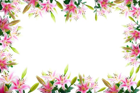 Lily flowers composition frame over white copyspace