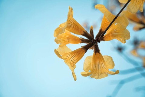 Yellow trumpet tree