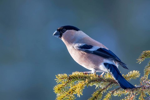 Bullfinch or eurasian bullfinch