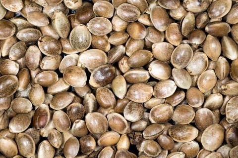 Hemp