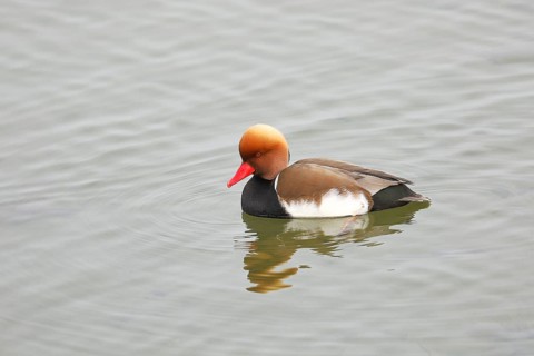 Red-crested pochard