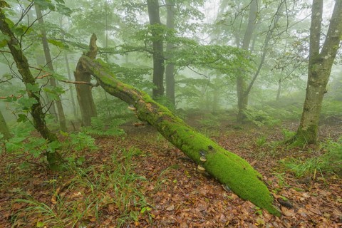 Mountain forest on a misty morning on mountain peak