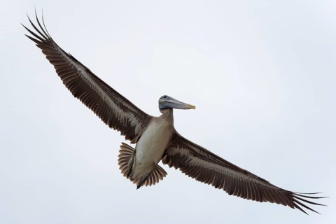 Brown pelican