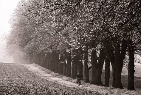 Old man with bicycle riding along an avenue