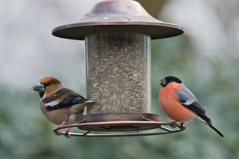 Eurasian bullfinch
