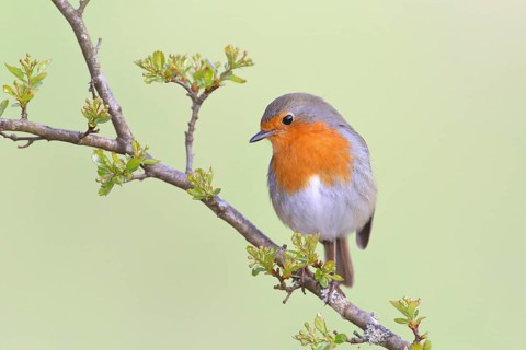 European robin