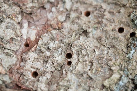 Giant woodwasp