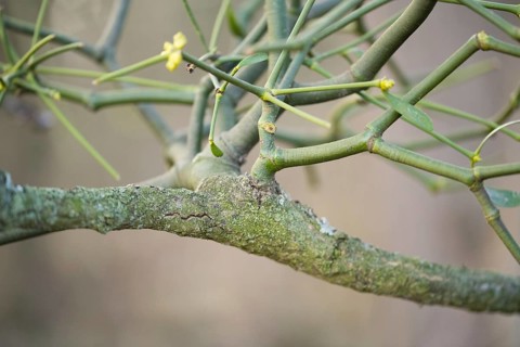 European mistletoe