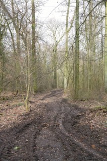 Forestry in the forest