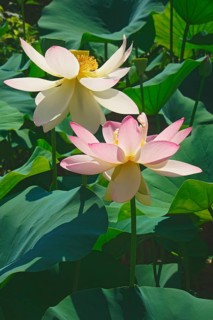 Sacred lotus