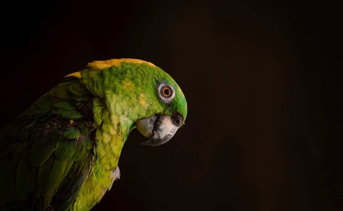 Close up of a green feathered parrot