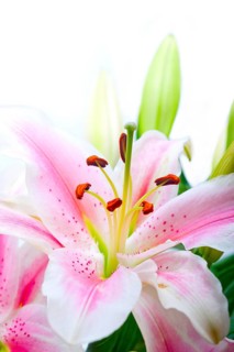 Pink lily flower bunch bouquet over white copyspace