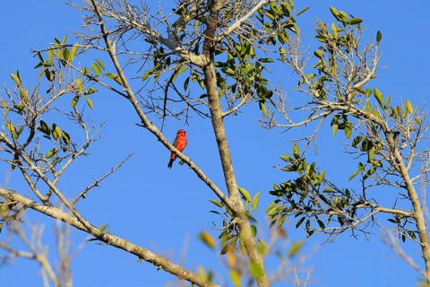 Vermilion flycatcher