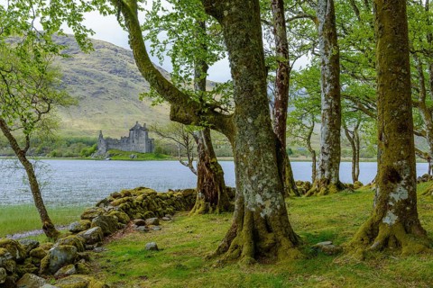 Small beech forest at the edge of a lake with Castle Kilchurn