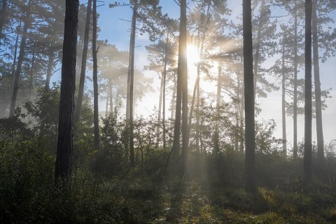 Forest in the morning with fog and sun