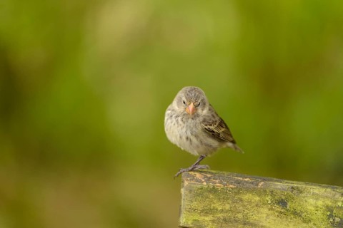Darwin Finch
