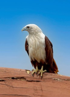 White-headed Kite