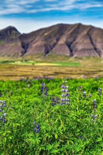 Blue flowering nootka lupins