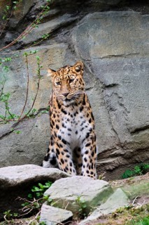 Amur leopard