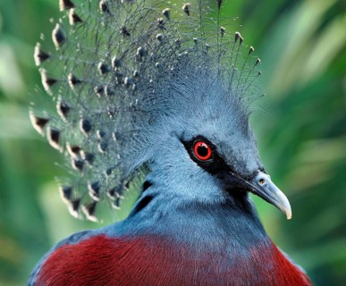 Southern Crowned Pigeon