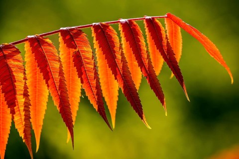 Leaf of the staghorn sumac