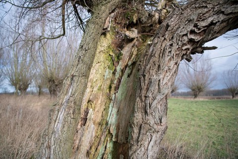 Willows
