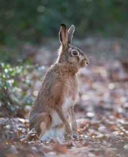 European hare