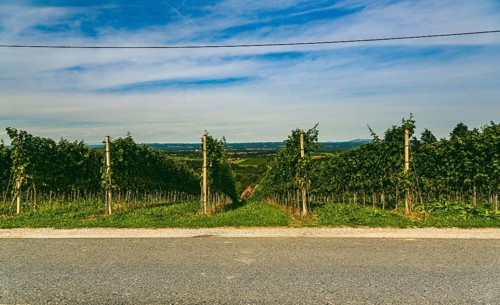 Vineyard landscape at South Styrian Wine Road in Austria