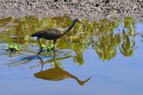 Limpkin